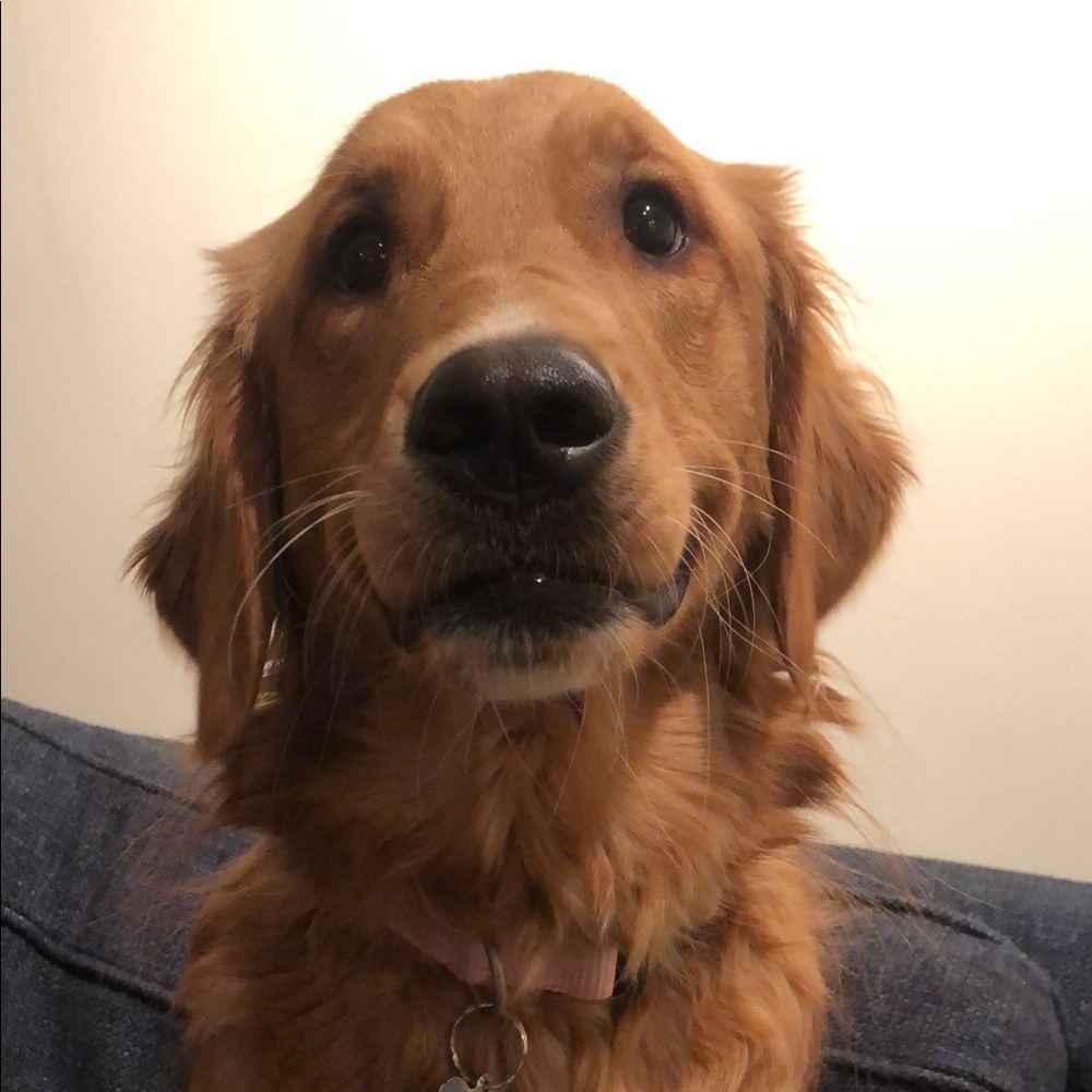 Meet your Posher, Cesar